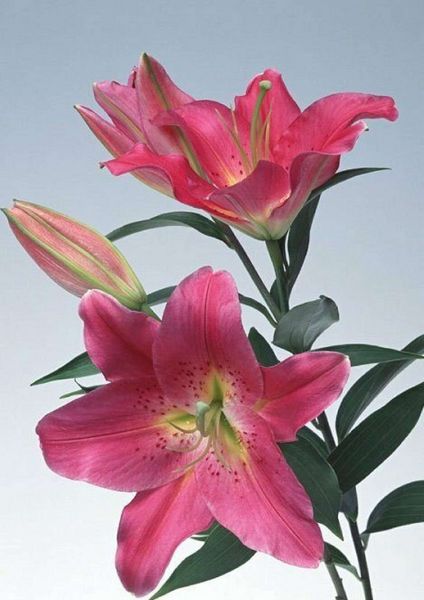 Lilies Set 07 - 67 x A4 Pages to Download